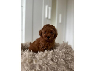 גורי פודל טוי / ננסי