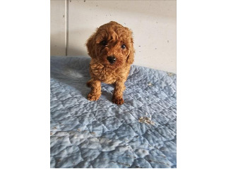 גורי פודל טוי / ננסי