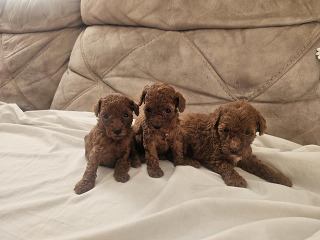 גורים נדירים בני חודש , הורים עם תעודות