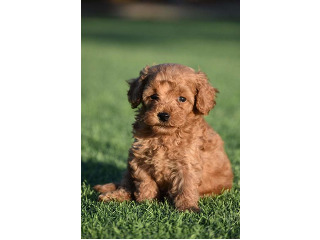 גורי פודל טוי / ננסי