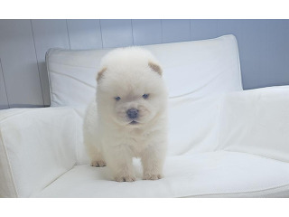 שובוני צאו רמה מאוד