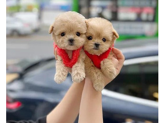 יש לנו גורי מלטז אוהבים