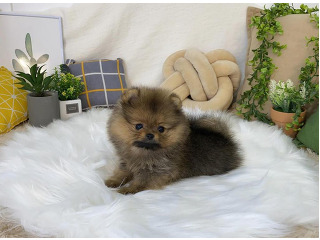 יש לנו גורי פומרניאן מקסימים