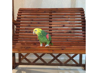 יש לנו תוכי אמזונס מקסים