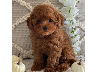 יש לנו גורי פודל זכרים