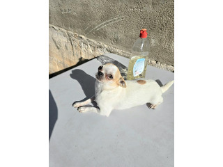 נקבה ציוואוואה מיניאטורית בת 3