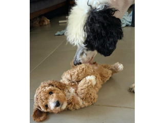 גורי שיפדודל Sheepadoodle מהממים! היפואל...