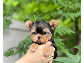 יש לנו גורת יורקשייר טרייר