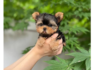 יש לנו גורת יורקשייר טרייר