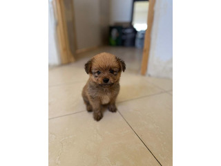 גורים מגזע קטן עד 3 קילו