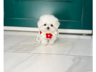 יש לנו גור בישון פריז