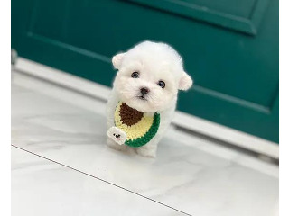 יש לנו גור בישון פריז