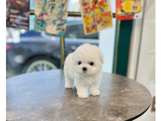 יש לנו גור בישון פריז