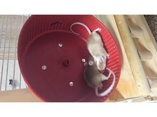 מיני עכברים בני חודשיים למכירה