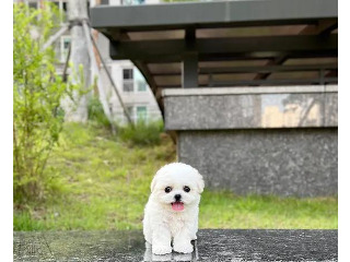 יש לנו גור בישון פריז