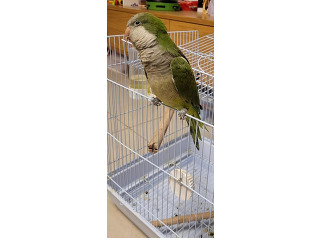 תוכי קוואקר מהמם
נהנה מליטופים מהמם