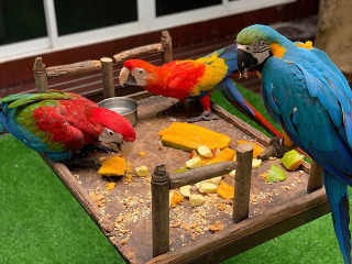 יש לנו תוכים מקסים המחפשים בית חדש