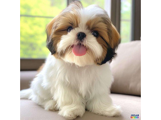 גורי שיצו גזעיים ברמה גבוהה