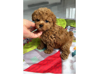 גורים לאימוץ חינם למשפחה מקסימה