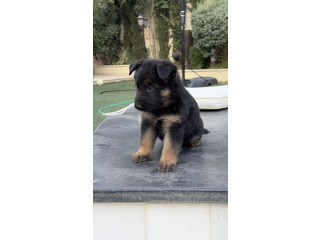 גור רועה גרמני נשאר נקבה אחרונה גזעית