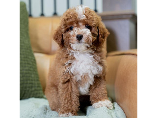 יש לנו גורי פודל זכרים