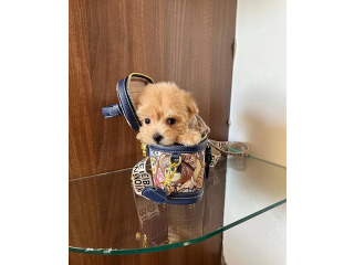 גורים לאימוץ חינם למשפחה מקסימה