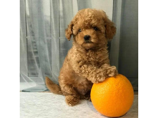 גורים לאימוץ חינם למשפחה מקסימה