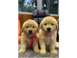 גורי גולדן רטריבר לאימוץ חינם