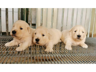 גורי גולדן רטריבר לאימוץ חינם