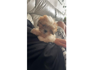 שיצו ננסית מתוקה בת חודשיים