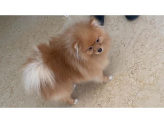 ליאו שלנו מחפש זיווג כלב