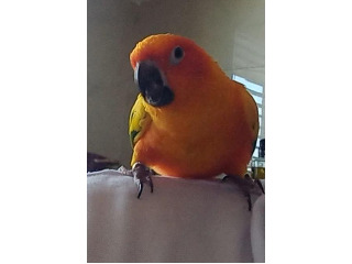 רמה גבוהה מאוד אצלי מגוזל