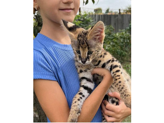 גורי סוואנה מקסימים לאימוץ לכל