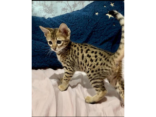 גורי סוואנה מקסימים לאימוץ לכל