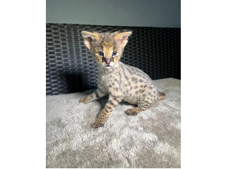 גורי סוואנה מקסימים לאימוץ לכל