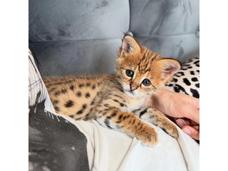 גורי סוואנה מקסימים לאימוץ לכל