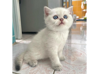 גורים מקסימים לאימוץ לכל משפחה מקסימה