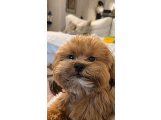 גורי שיפו רמה גבוהה