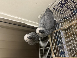 גאקו בן 3 חודשים שתי גוזלים יפות