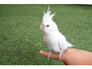 תוכי קוקטייל לבן עם עיניים