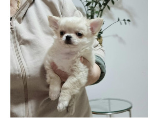 גור ציוואווה שיער ארוך זכר