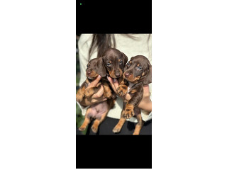 תחש ננסי,???? קצר שיער,בני שישה