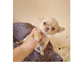 גורה כחולת עיניים