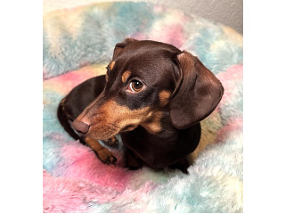 היא לאימוץ, תצטרכו לשלם עבור