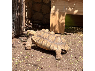 צב סודני דורבני זכר בן