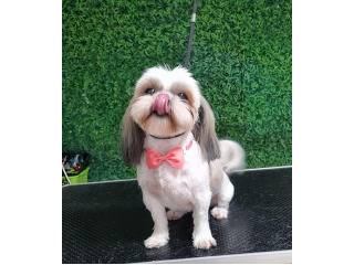 שיצו גזעי ננסי ידידותית מאוד