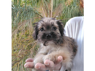 מלטיפו (מלטז בשילוב פודל) ננסית,