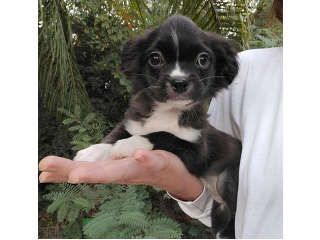 פפיון בשילוב פקינז, בת חודשיים,