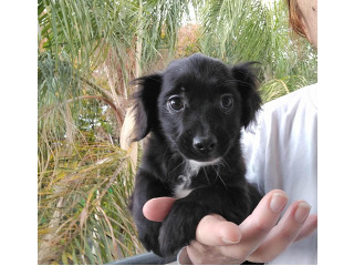 פקינז מעורבת, בת חודשיים, ננסית,