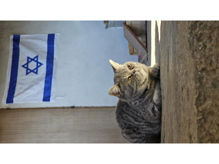 חתול סקוטי מתוק